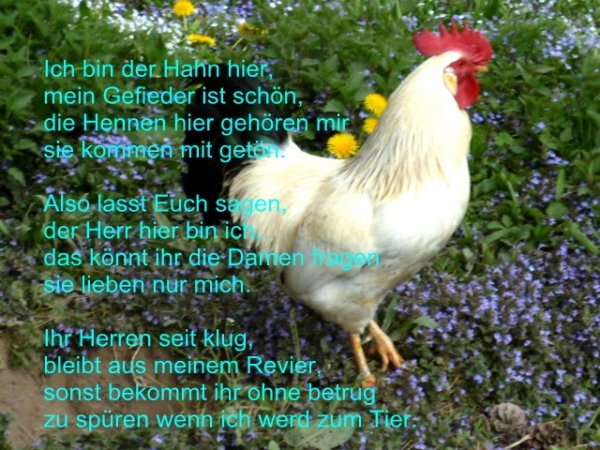 Bildgedicht: Ich bin der Hahn