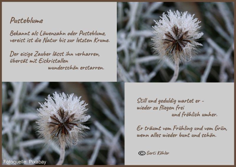 Bildgedicht: Wintergedanken einer Pusteblume