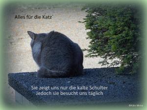 Vorschau Bildgedicht: Alles für die Katz`